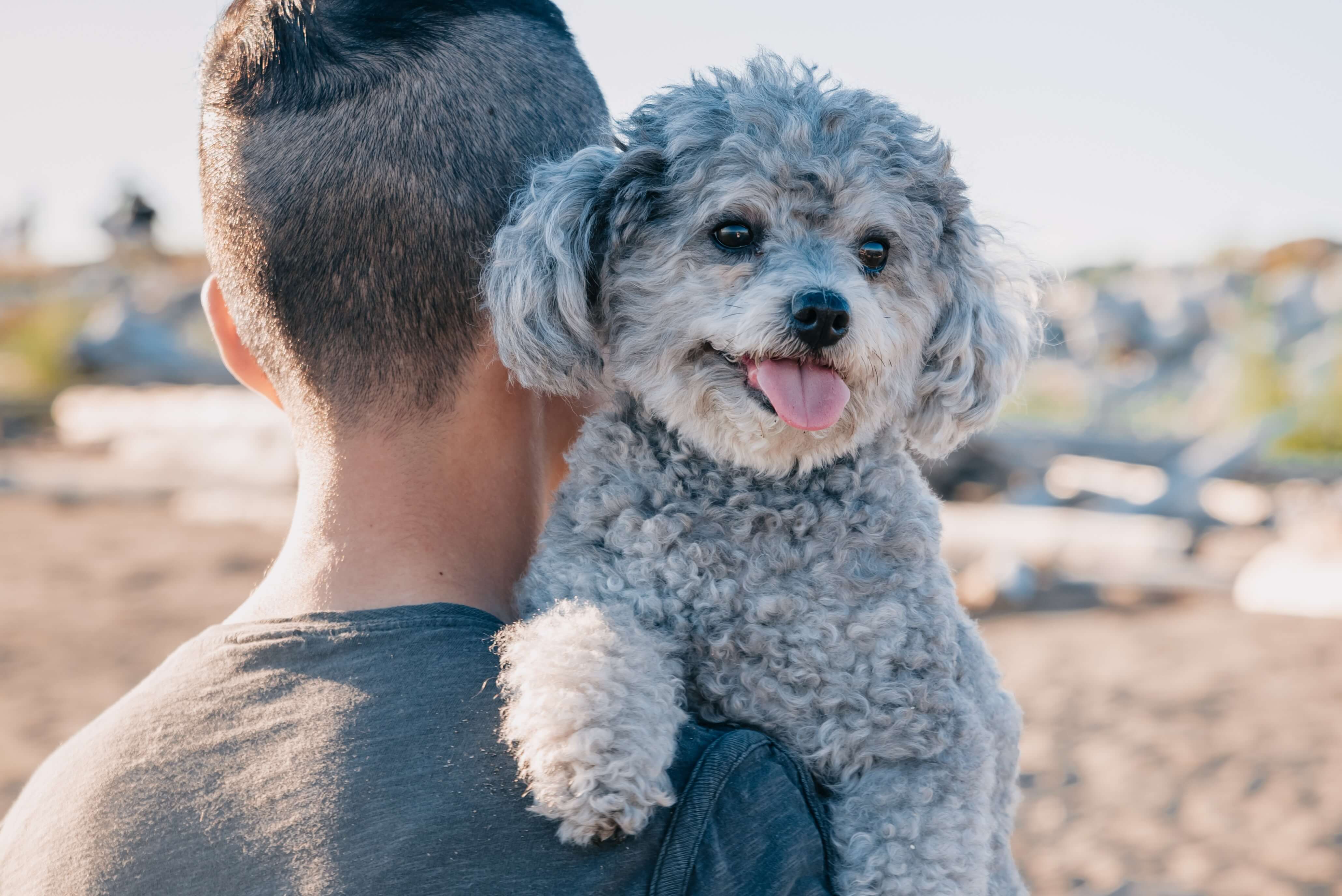 Top 10 Hypoallergenic Dog Breeds for People with Allergies