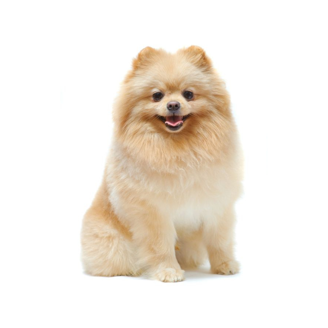 Pomeranian Optipaws